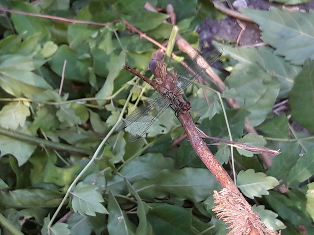 Sympetrum sanguineum - vörös katona-szitakötő