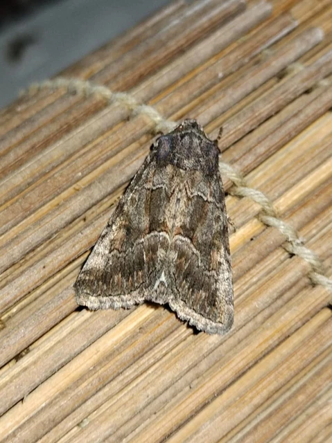 Thalpophila matura - fakó erdeibagoly