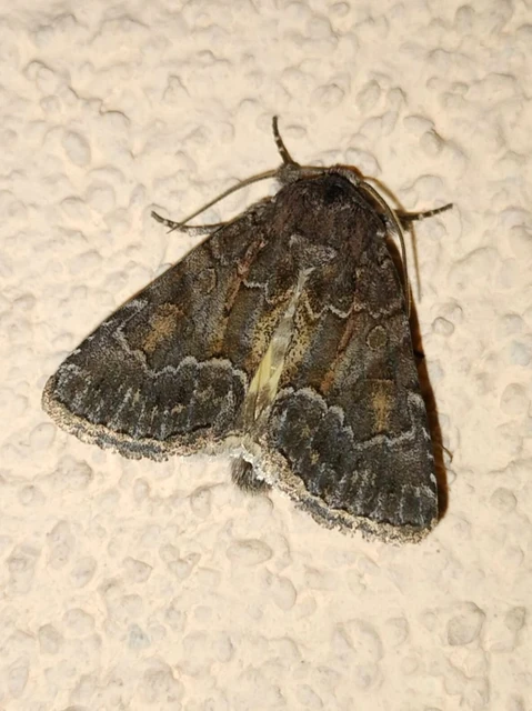 Thalpophila matura - fakó erdeibagoly
