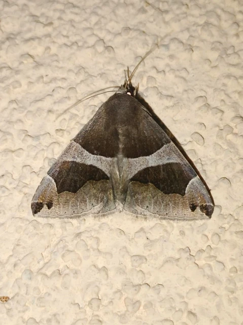 Dysgonia algira - déli porcelánbagoly