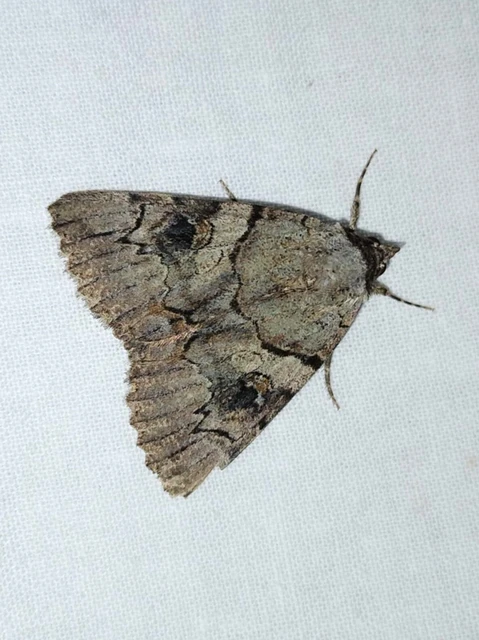 Catocala hymenaea - kökény-övesbagoly