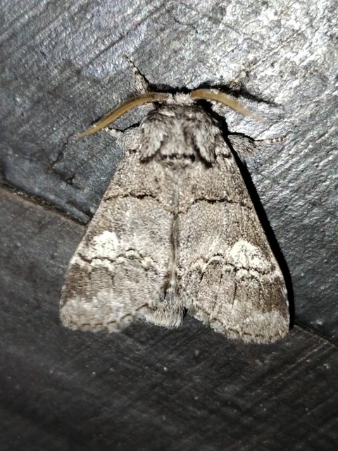 Drymonia querna - tölgyfa-púposszövő