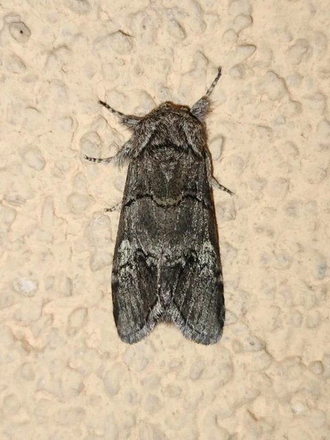 Drymonia querna - tölgyfa-púposszövő