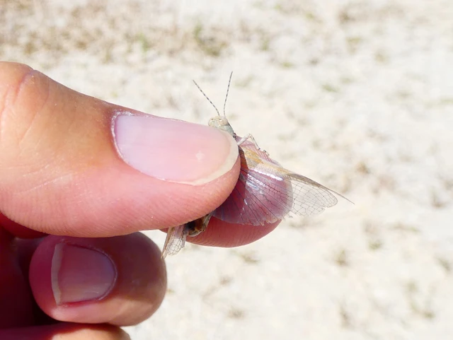 Sphingonotus caerulans - homokszínű sáska