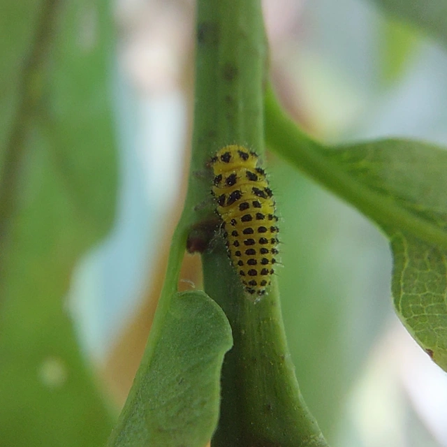 Psyllobora vigintiduopunctata - huszonkétpettyes katica