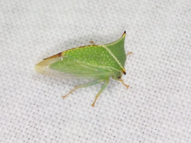 Stictocephala bisonia - bivalykabóca