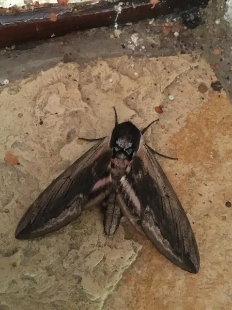 Sphinx ligustri - fagyalszender