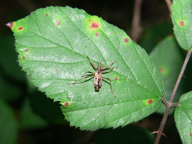 Nabidae - tolvajpoloskák