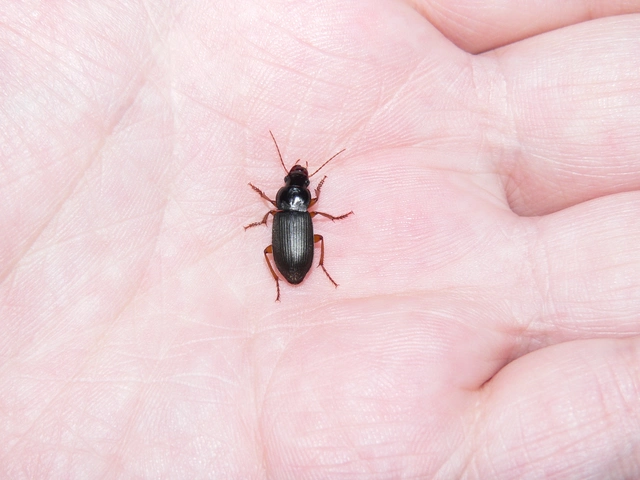 Harpalus rufipes - nagy selymesfutó