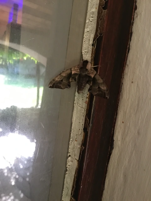 Smerinthus ocellatus - esti pávaszem