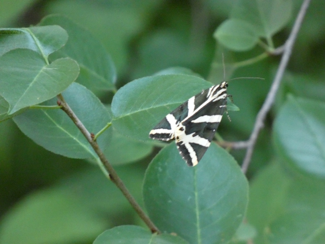 Euplagia quadripunctaria - csíkos medvelepke