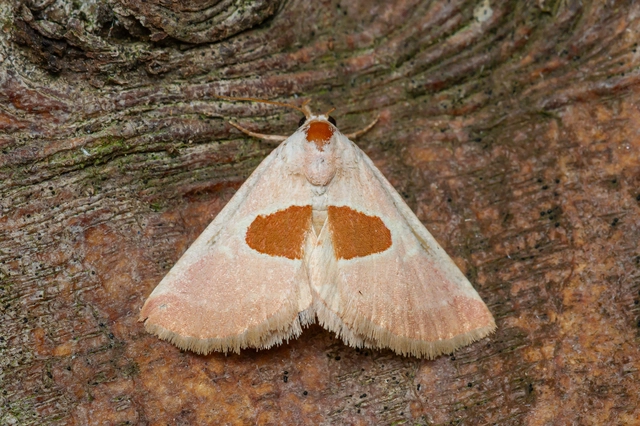 Calymma communimacula - pajzstetűfaló bagoly