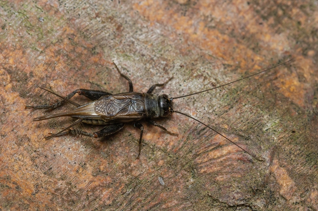 Eumodicogryllus bordigalensis - bordói tücsök