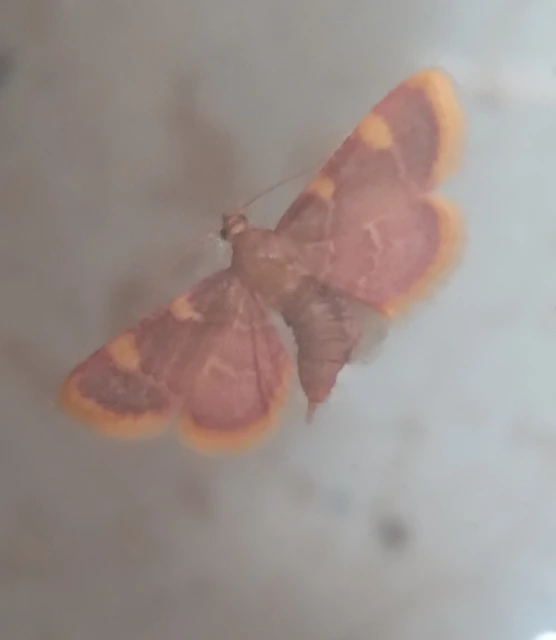 Hypsopygia costalis - szénailonca