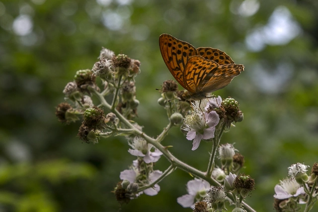 Argynnis paphia - nagy gyöngyházlepke