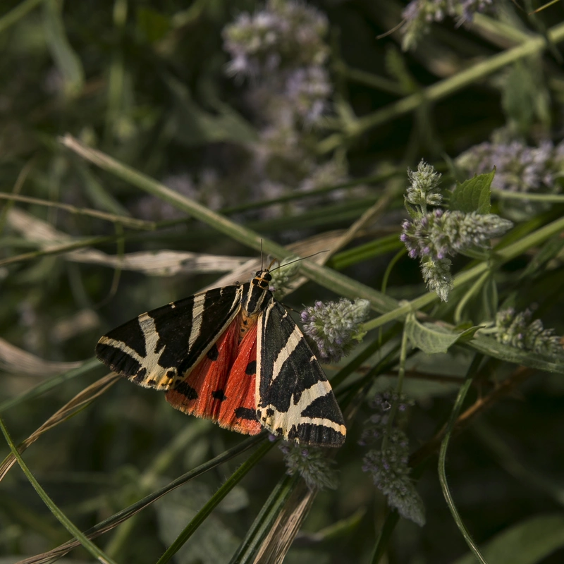 Euplagia quadripunctaria - csíkos medvelepke