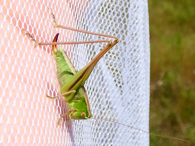 Bicolorana bicolor - halványzöld rétiszöcske