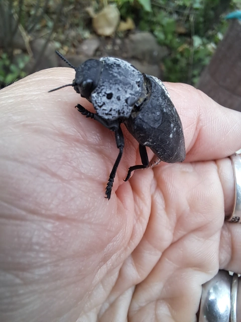 Capnodis tenebrionis - kökény-tükrösdíszbogár