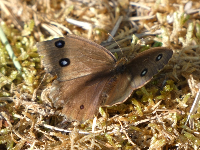 Minois dryas - fekete szemeslepke