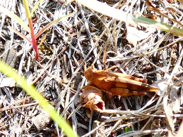 Oedipoda caerulescens - kékszárnyú sáska