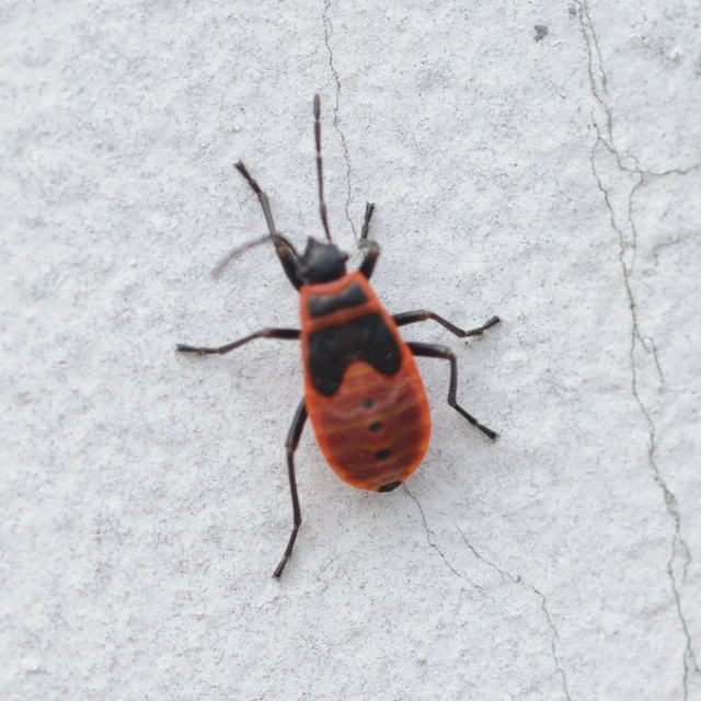 Pyrrhocoris apterus - verőköltő poloska