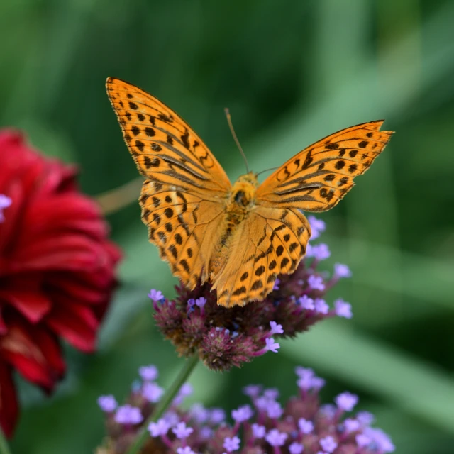 Argynnis paphia - nagy gyöngyházlepke