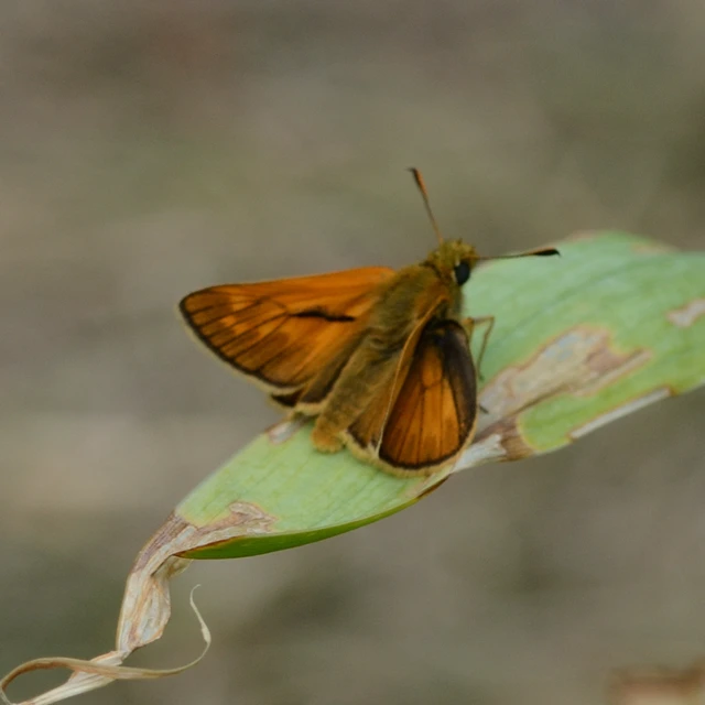 Ochlodes sylvanus - erdei busalepke