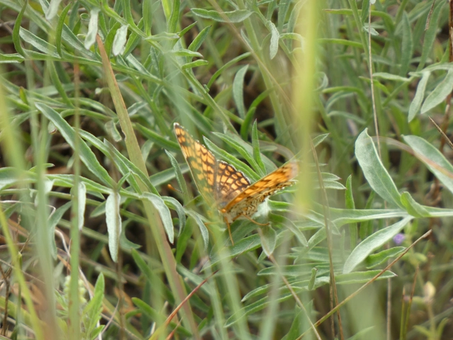 Melitaea phoebe - nagy tarkalepke