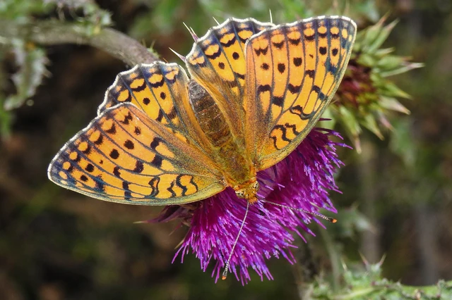 Argynnis niobe - ibolya-gyöngyházlepke