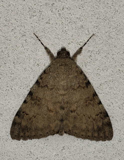 Catocala puerpera - nyárfa-övesbagoly