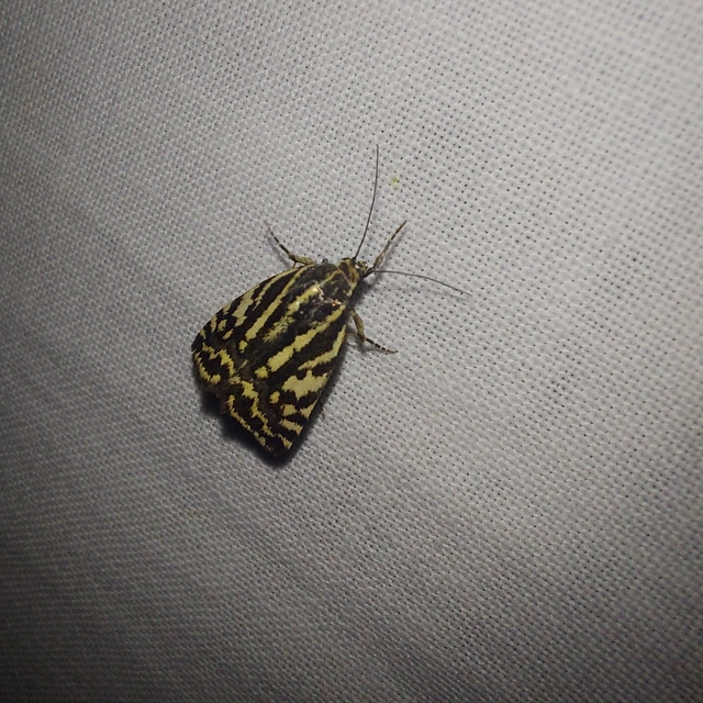Emmelia trabealis - zebrabagoly