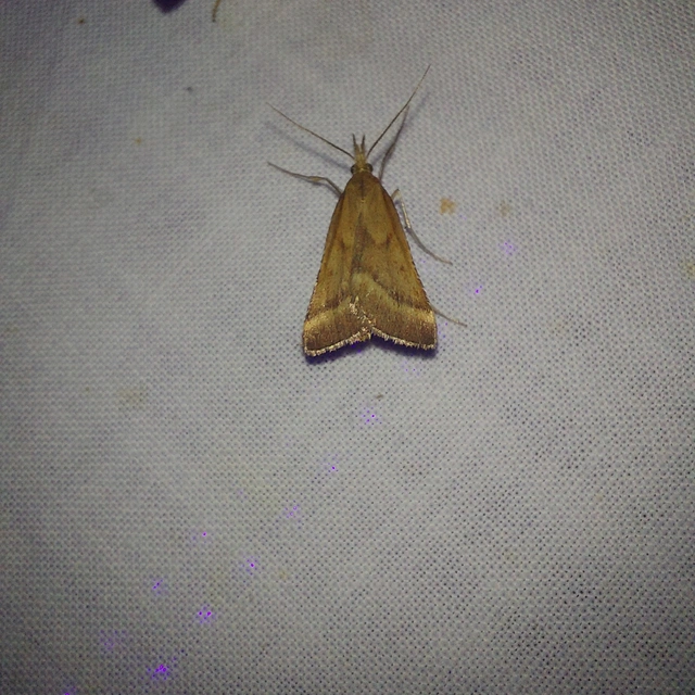 Synaphe punctalis - hosszúlábú fényilonca