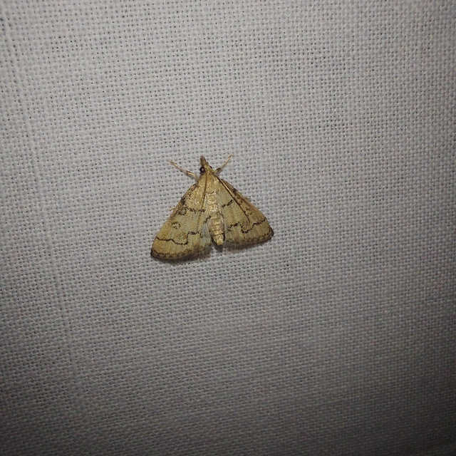 Metasia ophialis - kígyósávos tűzmoly