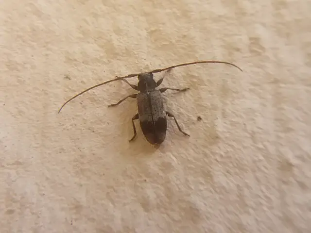 Exocentrus punctipennis - szilfa-rőzsecincér