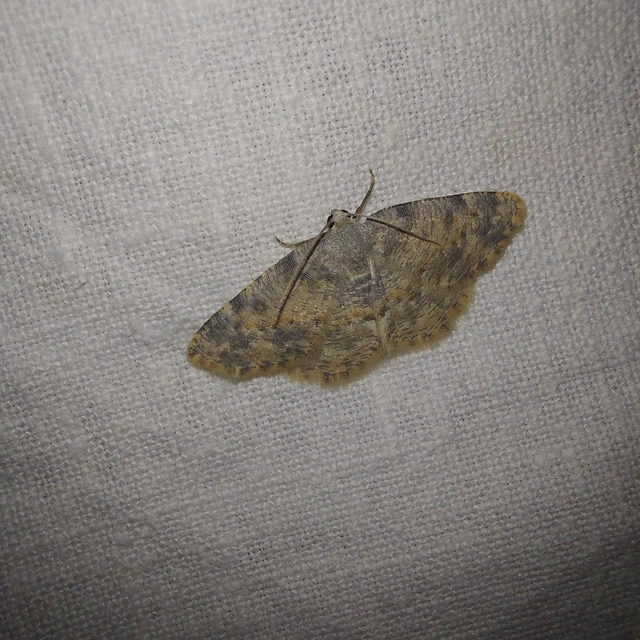 Charissa variegata - tarka sziklaaraszoló