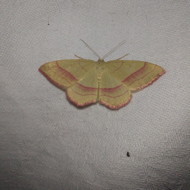 Rhodostrophia vibicaria - pirosszélű araszoló