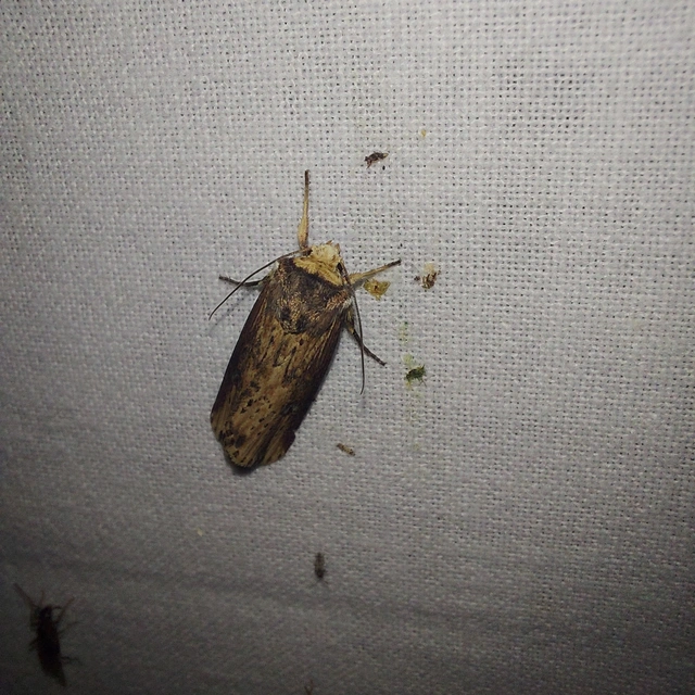 Axylia putris - vonalkás földibagoly