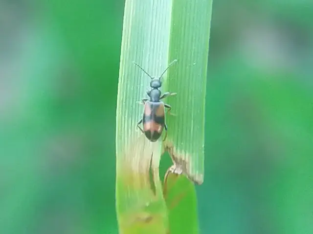 Anthicus antherinus - közönséges fürgebogár