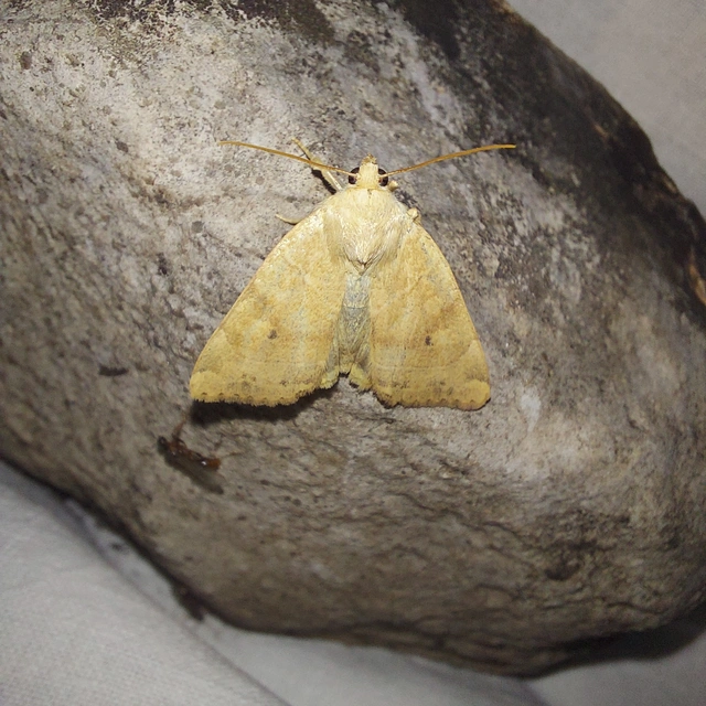 Cosmia trapezina - közönséges lombbagoly