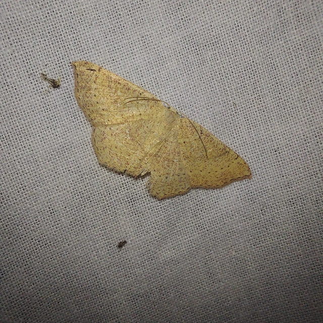 Cyclophora ruficiliaria - vörösrojtú pettyesaraszoló