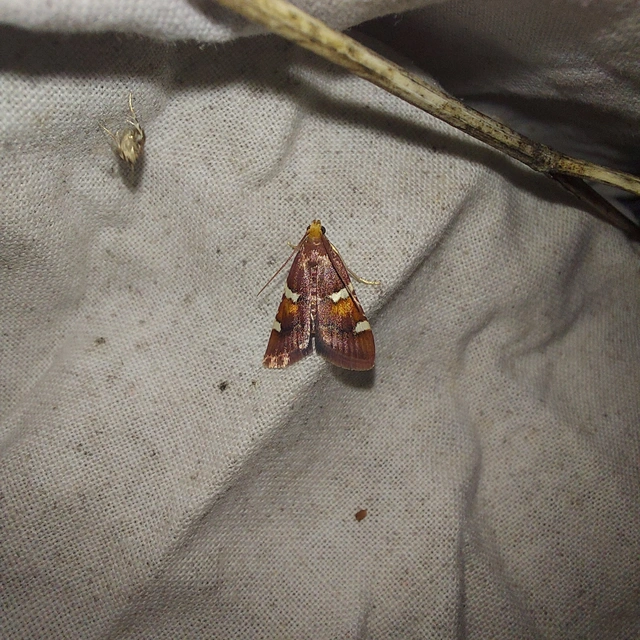 Pyralis regalis - pompás fényilonca