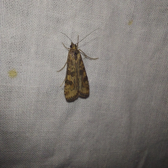 Nomophila noctuella - közönséges vándormoly