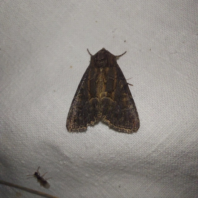 Thalpophila matura - fakó erdeibagoly