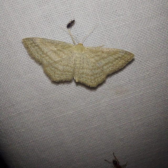 Scopula virgulata - vesszős sávosaraszoló