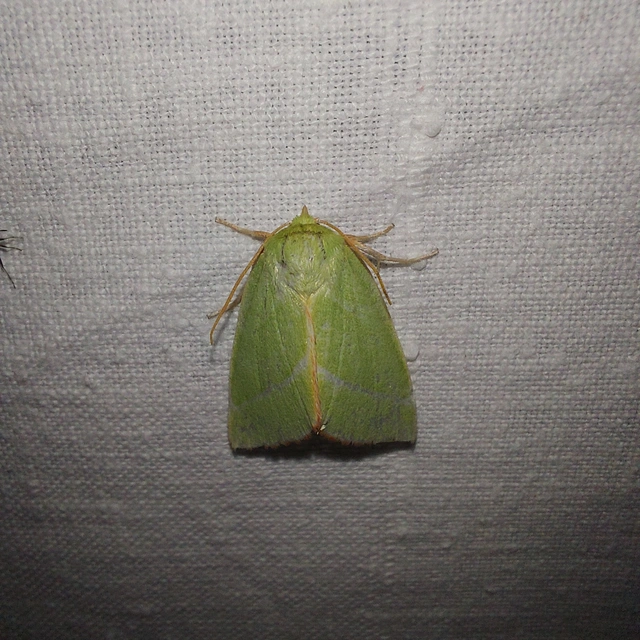Pseudoips prasinana - bükkfa-zöldbagoly