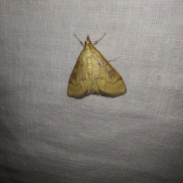 Ostrinia nubilalis - kukoricamoly