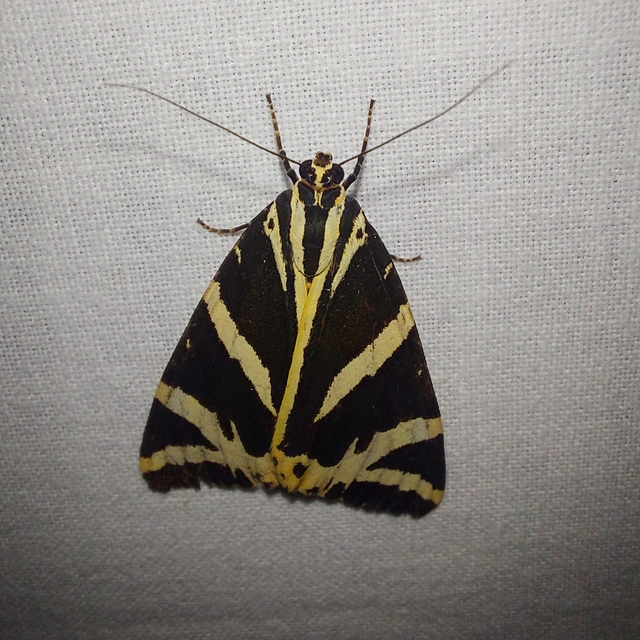 Euplagia quadripunctaria - csíkos medvelepke