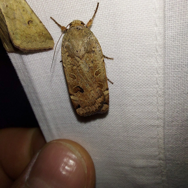 Noctua orbona - foltos sárgafűbagoly