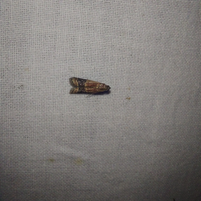 Euzopherodes charlottae - magyar karcsúmoly