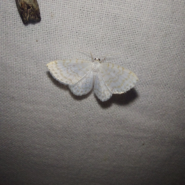 Asthena albulata - gyertyán-fehéraraszoló